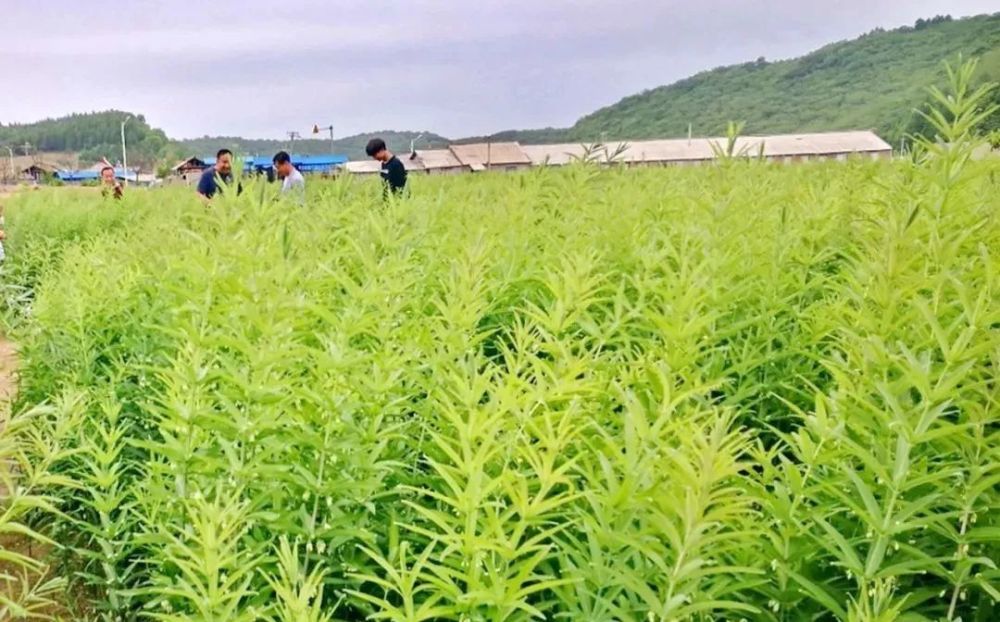 山地种植黄精现代科学研究表明,黄精根茎不含淀粉,富含非淀粉多糖