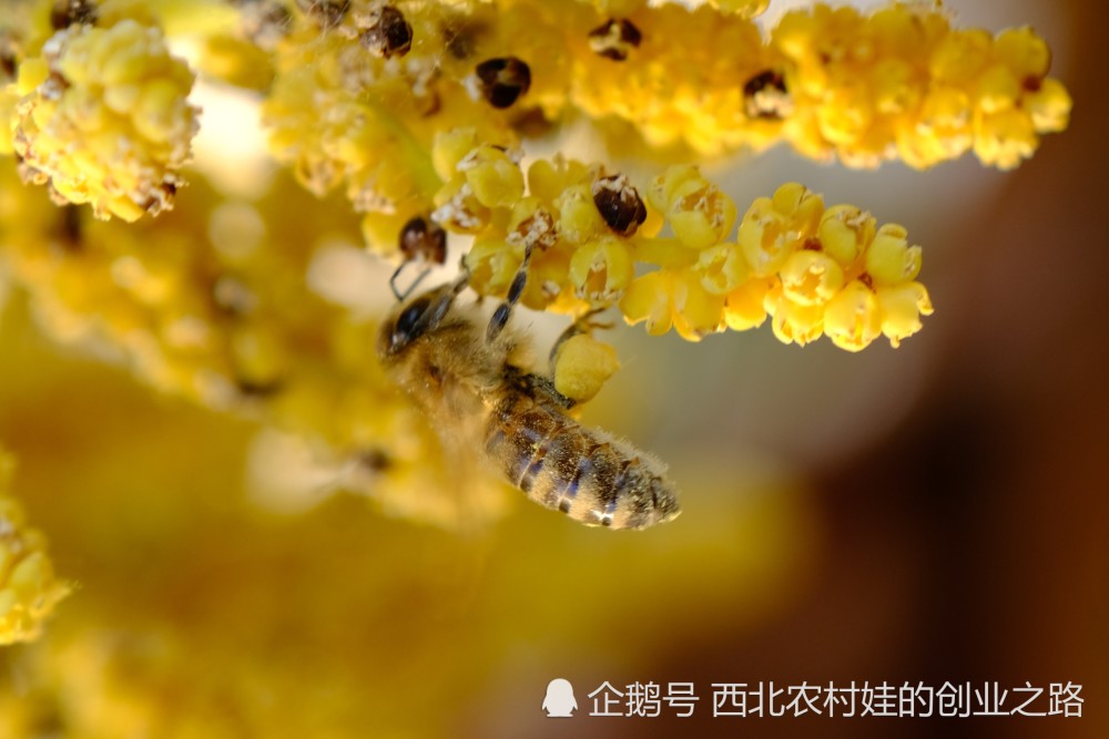 蜜蜂对人类的贡献 蜜蜂对人类的贡献是什么写一段话