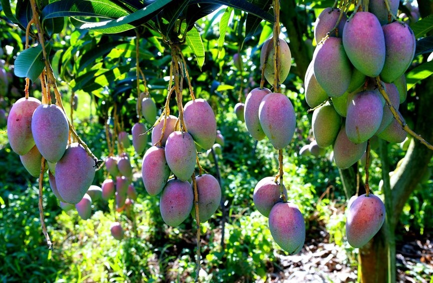 海南昌江芒果飘香挂满枝果农喜迎丰收年