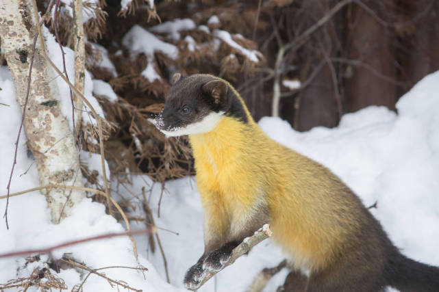 致命杀手黄喉貂,战斗力与蜜獾齐名,黄喉貂到底有多厉害?