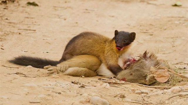 致命杀手黄喉貂战斗力与蜜獾齐名黄喉貂到底有多厉害