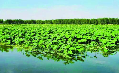 夏日时节,走进怀远县万福镇关圩村堰塘藕渔扶贫项目基地,连片的荷叶
