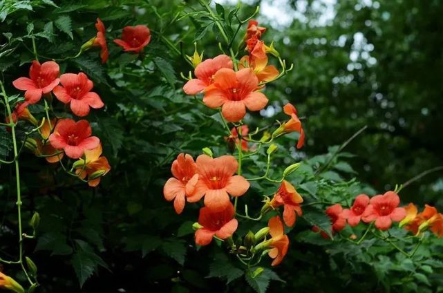 观花拾趣丨凌霄 缠绵共夏荣 幽花蔼敷芳 腾讯新闻