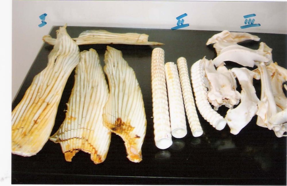 鲨鱼永远不会得癌吗?不实传言,害了鲨鱼,鼓了商人腰包