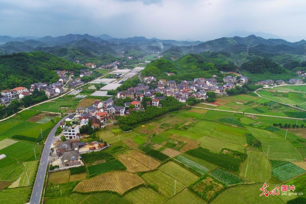 浙江杭州美麗鄉村綠色盎然