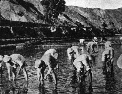 红色诗词里的党史故事|谢觉哉《南泥湾纪行·早起》