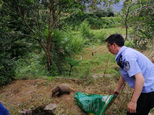 警民合力营救被困野生獾猪助其重返山林