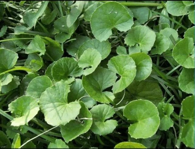 炎炎夏日,热气蒸腾,有一种药材,可清热解毒,提神益脑,常见于草堆草丛