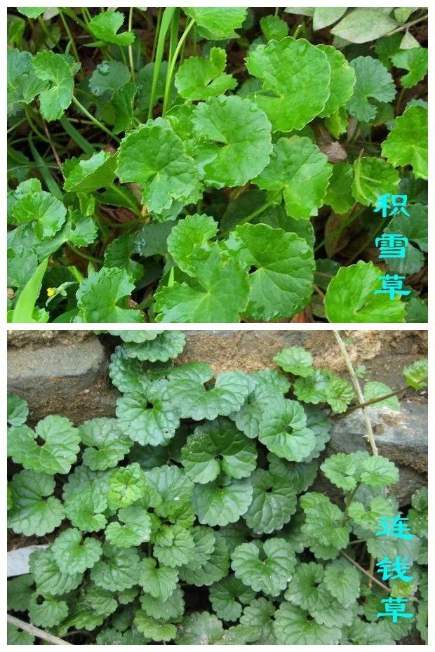 下面是两种药原植物对比图:而连钱草茎方柱形,节上有不定根,叶对生,轮