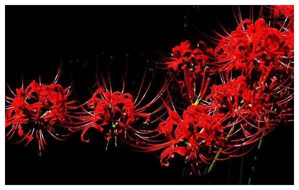 传说在冥界生长着4花究竟是指哪4种花居然真实存在