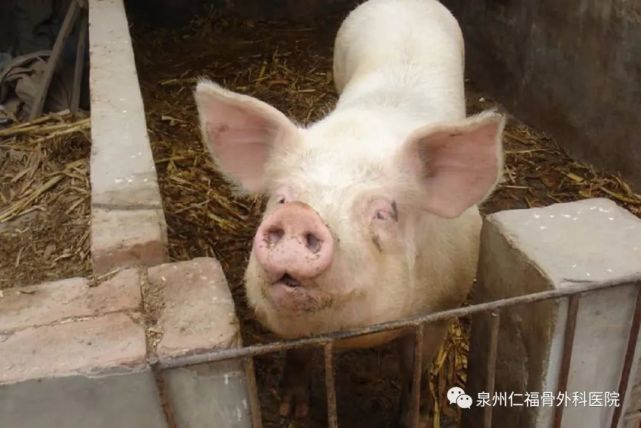 老伯竟被母猪咬伤……医生紧急提醒