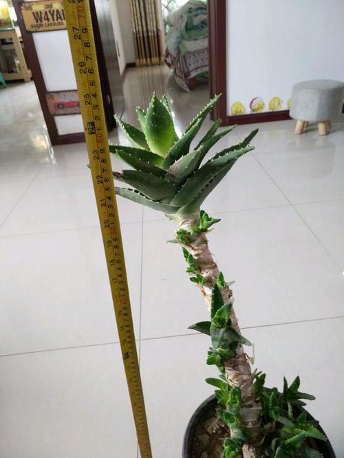 教你正确栽培芦荟盆栽养成老桩身价翻倍方法简单有效