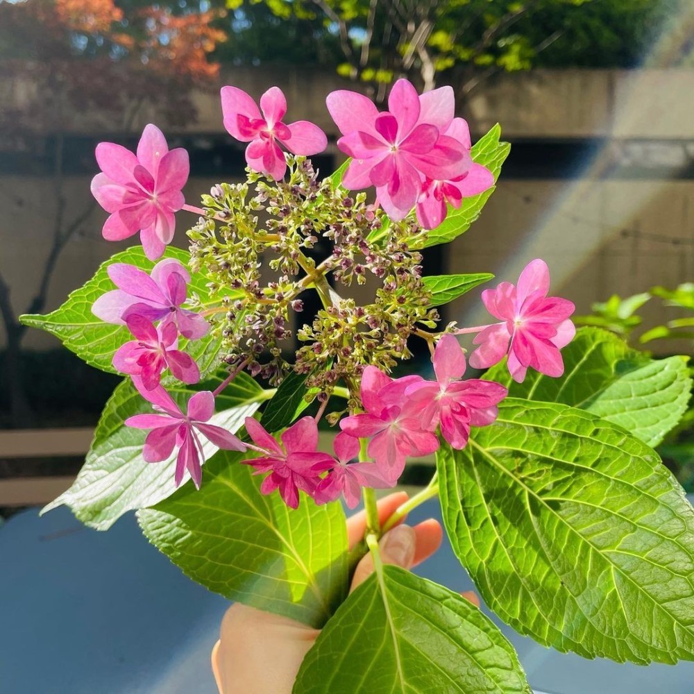 玄彬孙艺珍开启新婚模式 深夜一起包饺子 隔天大早玄彬摘花送女友 全网搜