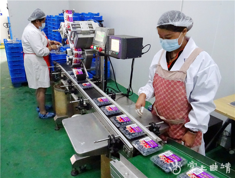 曲靖打造"全省高端食品基地"