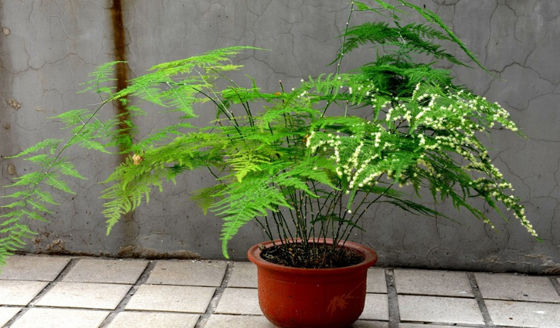 6月养文竹 用这3种 水 补水增肥 盆栽叶不枯黄有精神 腾讯新闻