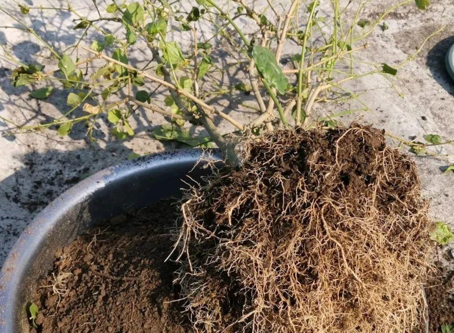 盆栽土 戳不动 学2招 随便来一招就让它模样大变 土壤网