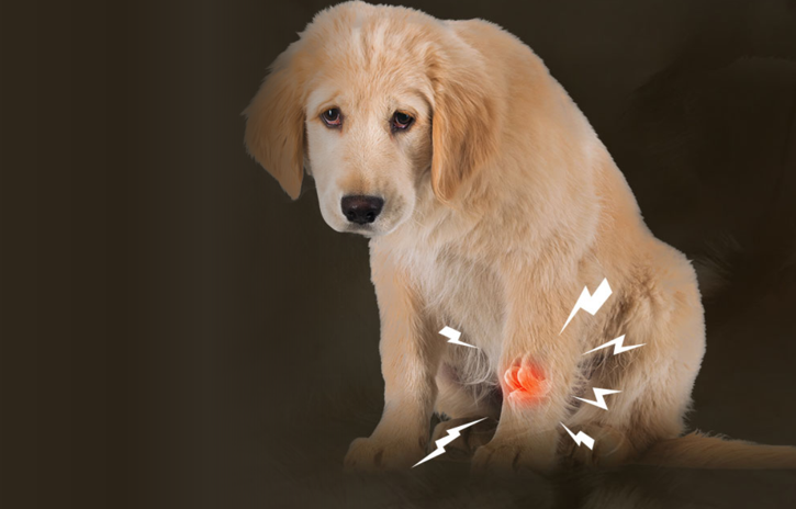 小型犬难逃的髌骨脱位要怎么预防