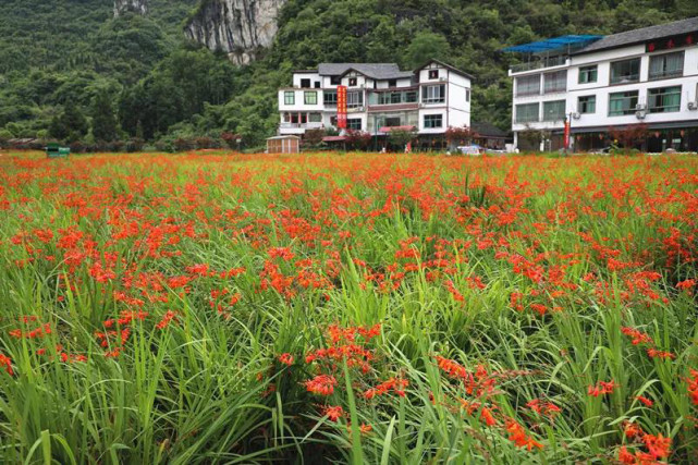 黔南这里花开了 最佳观赏期6月中旬至7月中旬 腾讯新闻