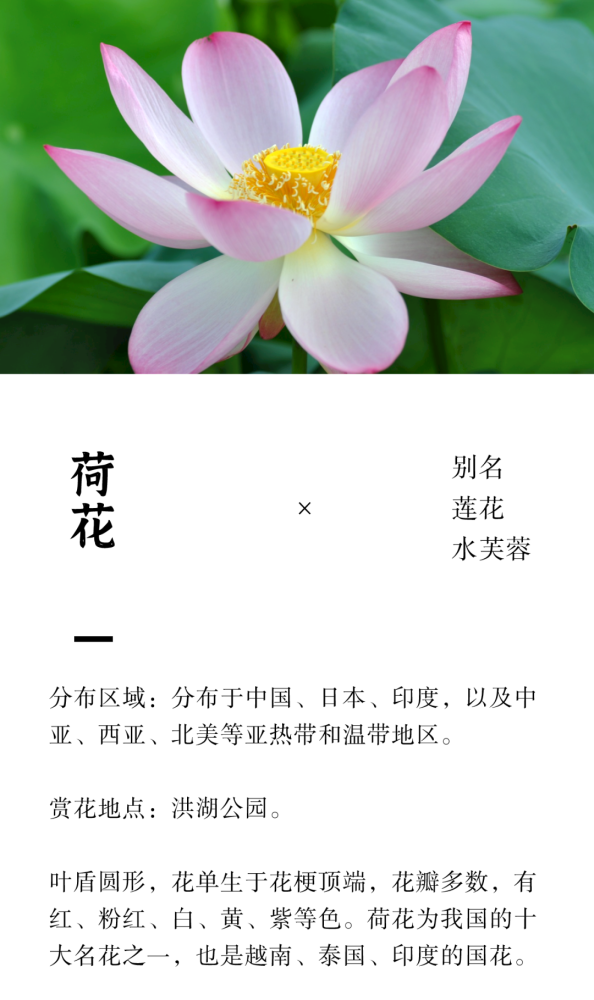 深圳六月花历丨花开无尽夏 与浪漫夏季撞个满怀 腾讯新闻