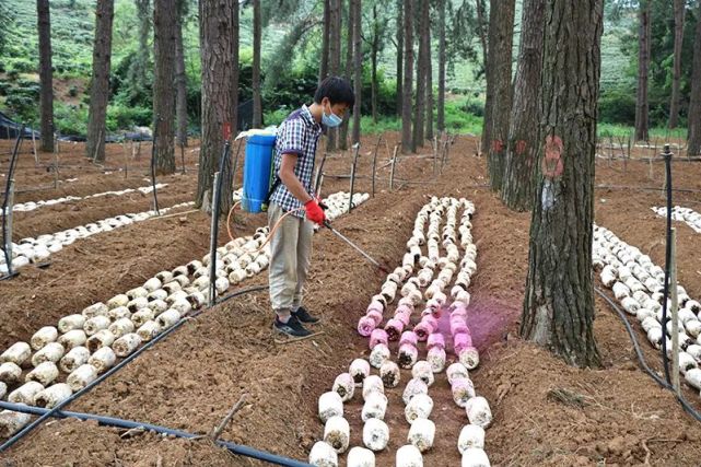 基地計劃種植黑皮雞樅菌80萬棒,種植面積200餘畝,目前已種植10萬棒.