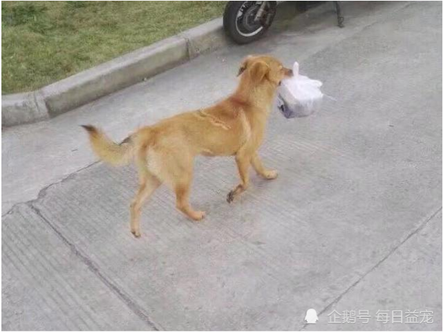 暖心 校园流浪狗偷拿外卖后续 大家众筹给它买狗粮 腾讯新闻