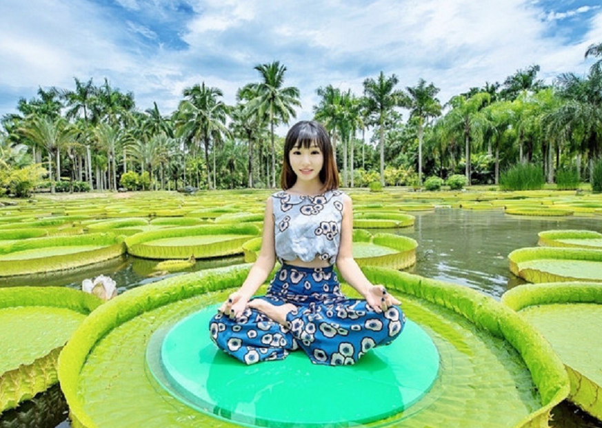 西双版纳"神奇植物"王莲:一个成年女子可坐,真正的"水上漂"_腾讯新闻