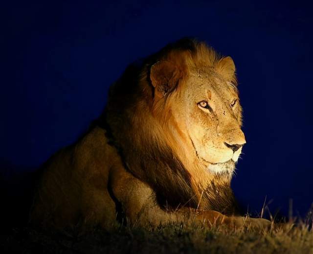 非洲巨狮鬼影巨大的野生狮王有望突破六百斤重却被付费猎杀