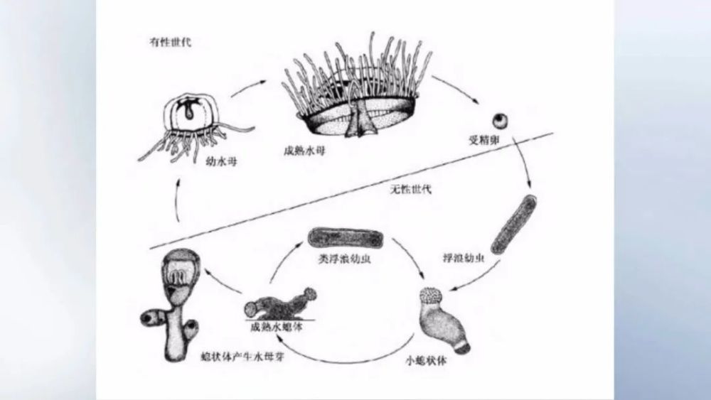 水螅的捕食过程图片