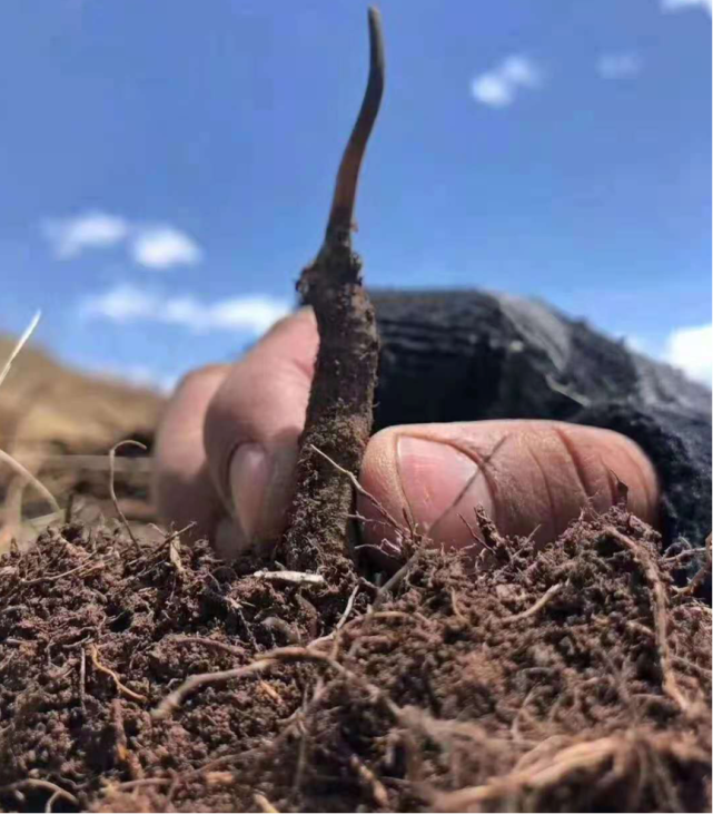 云端的城市——西藏那曲虫草最理想的生长之地!_腾讯网