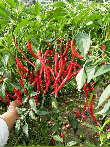 辣椒表皮光泽鲜艳800余亩辣椒种植基地丰收啦村民采摘辣椒黄荆坪竹根