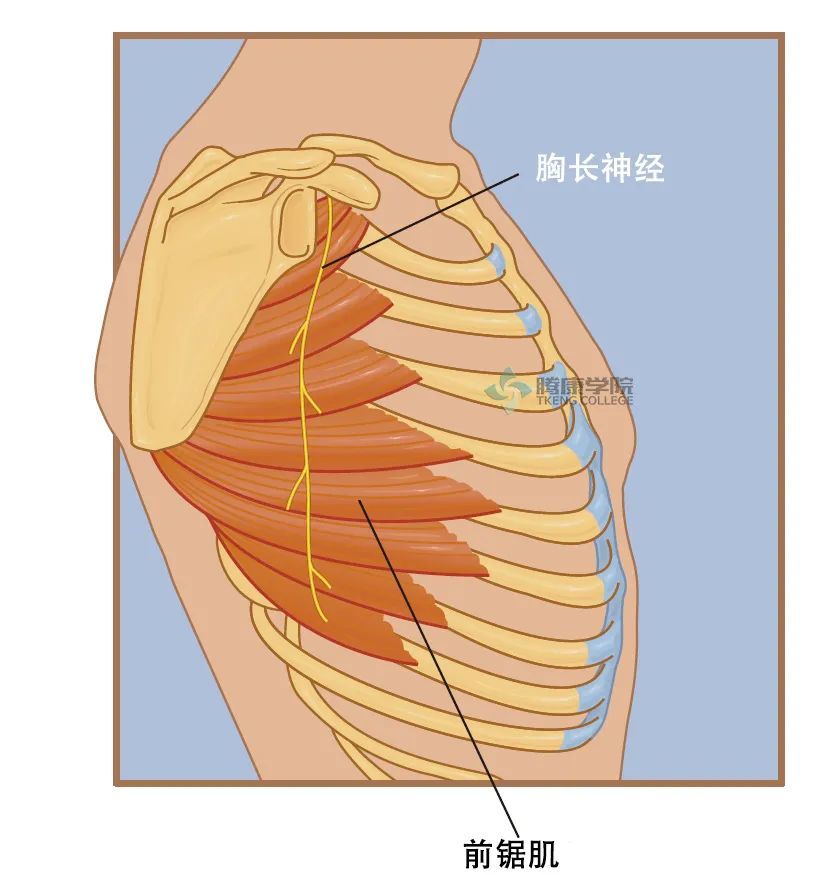 疼痛解剖学 胸长神经卡压综合征 翼状肩征 腾讯新闻