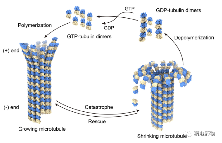 靶向微管的药物靶向微管的药物(microtubule-targeting agents ,mtas)