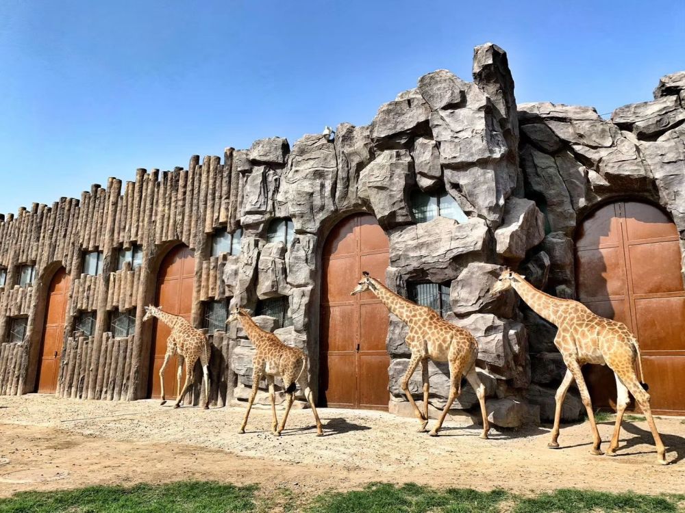 青島旅遊景點推薦青島野生動物園低音號