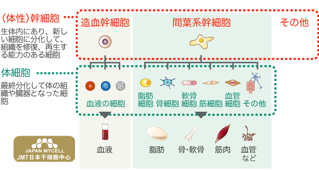 如何使用 细胞的力量 恢复身体功能 腾讯新闻