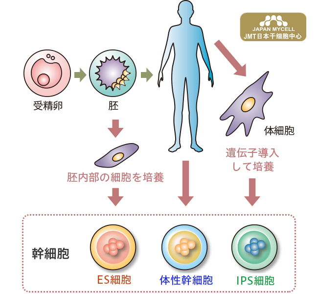 如何使用 细胞的力量 恢复身体功能 腾讯新闻