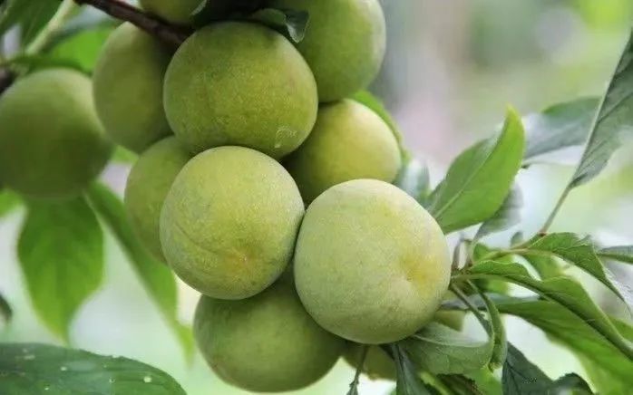 再等10天,巫山脆李开园上市