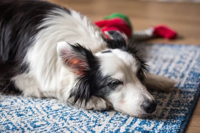 汪星人该如何使用精油 腾讯网