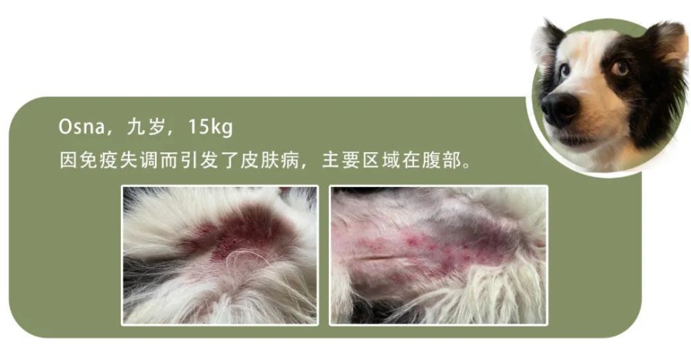 汪星人该如何使用精油 腾讯新闻