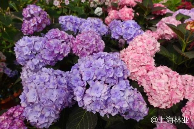 提示 白的红的粉的蓝的 绣球花为什么会变色 腾讯新闻