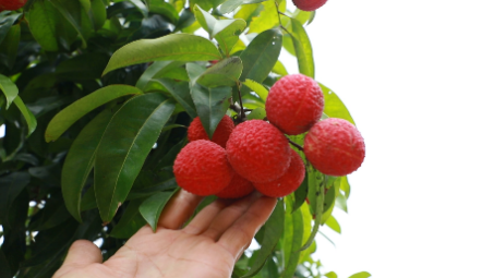 拿全国金奖的东莞冰荔果靓味美名不虚传