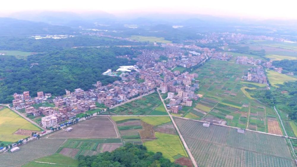 荔城街桥头村13个"广州市美丽乡村"吧!