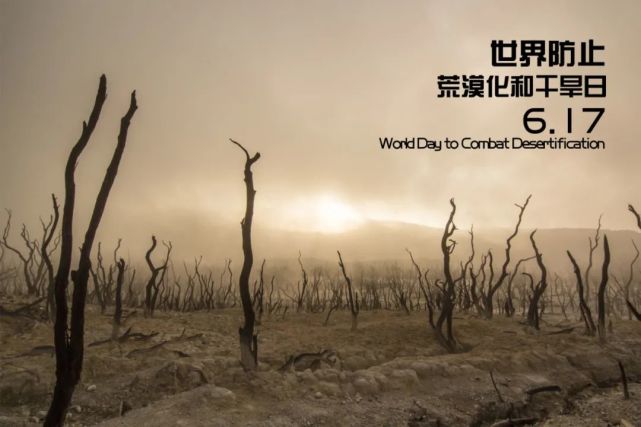 大漠里播撒希望|梭梭林|马献民|红旗农场|马金来