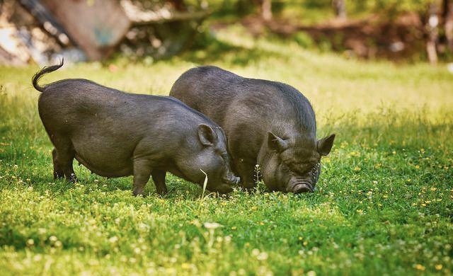 黑猪白猪最普通的比较