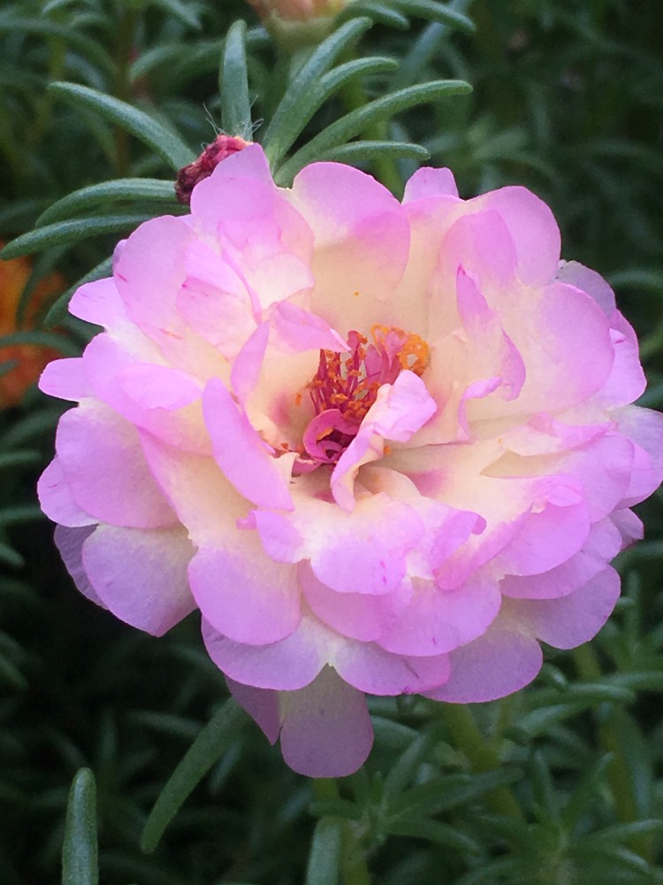 夏天也能养的花—粉羽,花型美如牡丹,好养易打理,三季有花看