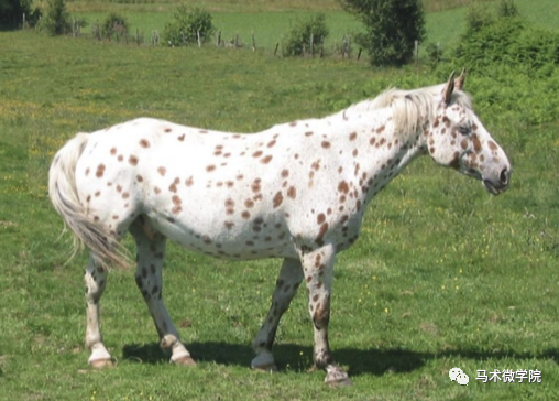 马种百科超棒的斑点马科罗拉多巡逻马