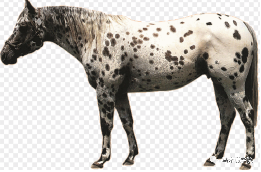 马种百科超棒的斑点马科罗拉多巡逻马