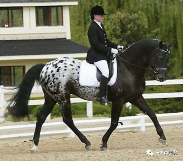 马种百科超棒的斑点马科罗拉多巡逻马