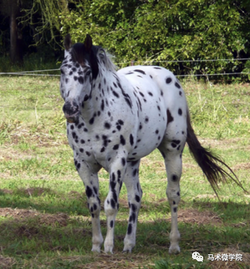 马种百科超棒的斑点马科罗拉多巡逻马