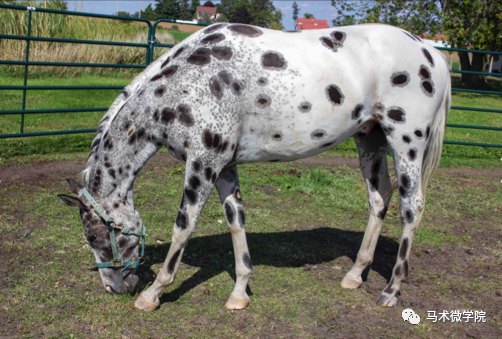 马种百科|超棒的斑点马——科罗拉多巡逻马