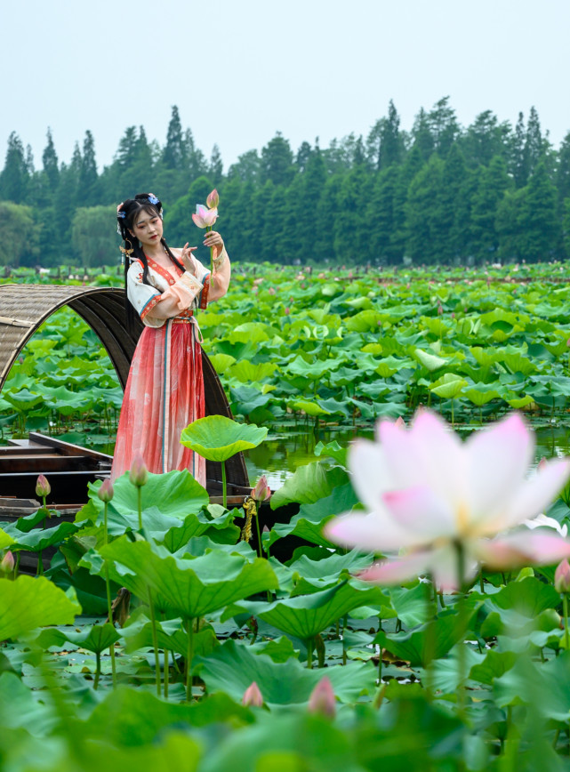 高淳荷花仙子配合口图片